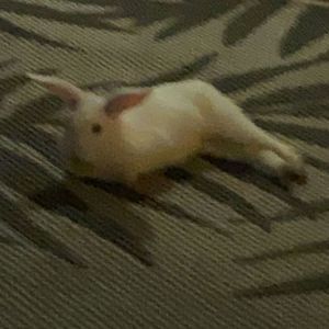 Meet your Posher, Allison